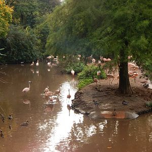 Flamingo and waterfowl exhibit 181020
