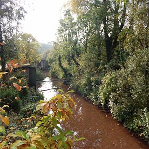 Primate islands - Black howlers and Pileated gibbons 181020