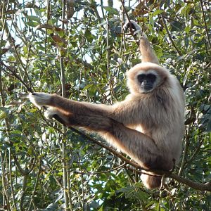 Lar gibbon 181020
