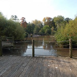 Pelican and waterfowl enclosure 181020
