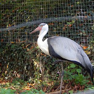 Wattled crane 181020