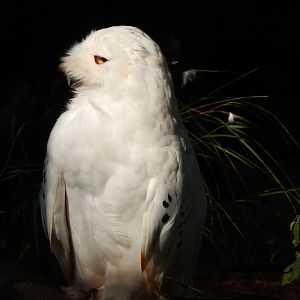 Snowy owl 181020