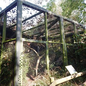 Spectacled owl aviary 181020