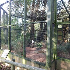 Snowy owl aviary 181020