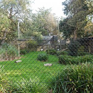 Oriental white stork enclosure 181020