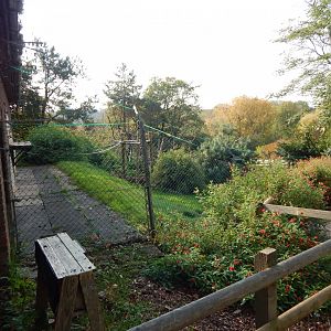 Colombian brown spider monkey enclosure 181020