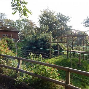 Colombian brown spider monkey enclosure 181020
