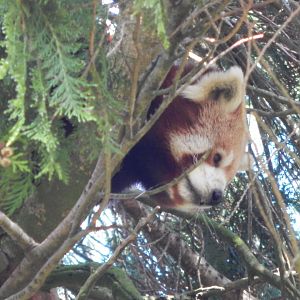Nepalese red panda 181020