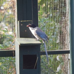 Cottage Aviary - Azure-winged magpie 181020