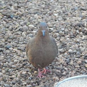CottageAviary - Socorro dove 181020