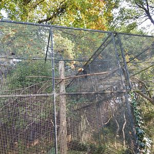 Toco toucan aviary 181020
