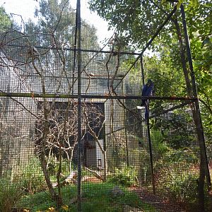 Hyacinth macaw aviary 181020