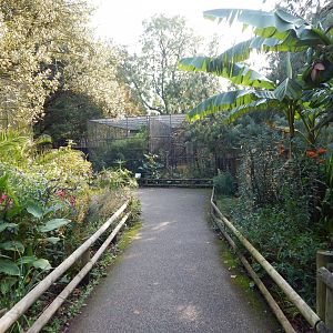Red-billed blue magpie aviary 181020