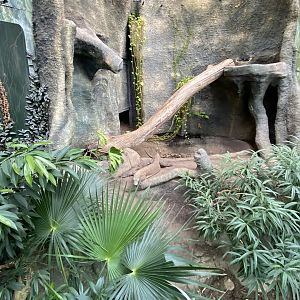 Crocodile Swamp - Komodo Dragon exhibit 181020