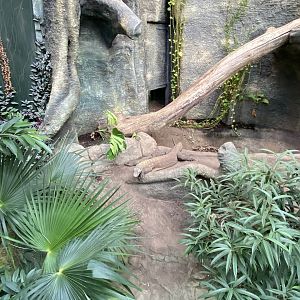 Crocodile Swamp - Komodo Dragon 181020