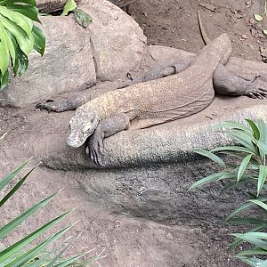 Crocodile Swamp - Komodo Dragon 181020
