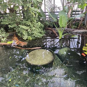 Crocodile Swamp - False gharial exhibit 181020