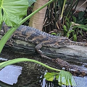 Crocodile Swamp - False gharial 181020