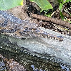 Crocodile Swamp - False gharial 181020