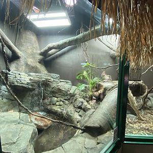 Crocodile Swamp - Reticulated python exhibit 181020