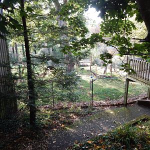 Monkey Heights - Cherry-crowned mangabey outdoors 181020