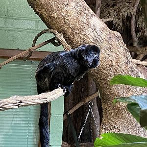Monkey Heights - Goeldi's monkey 181020