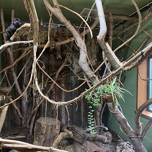 Monkey Heights - Goeldi's monley exhibit 181020