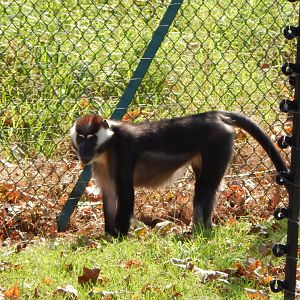 Monkey Heights - Cherry-crowned mangabey 181020