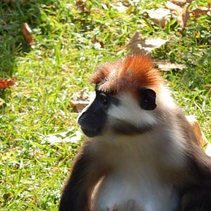 Monkey Heights - Cherry-crowned mangabey 181020