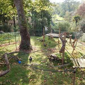 Monkey Heights - Cherry-crowned mangabey outdoors 181020