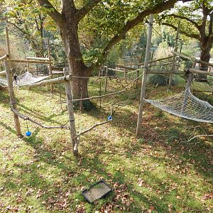 Monkey Heights - Diana monkey outdoors 181020