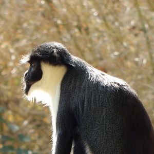 Monkey Heights - Diana monkey 181020