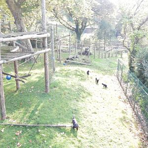 Monkey Heights - Sulawesi crested macaque outdoors 181020