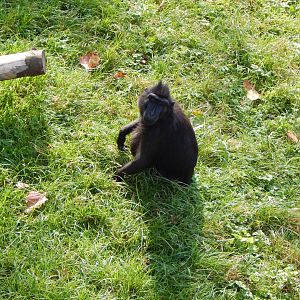 Monkey Heights - Sulawesi crested macaque 181020