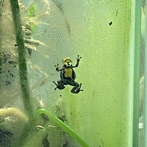 Amphibian Ark - Sira poison frog 181020