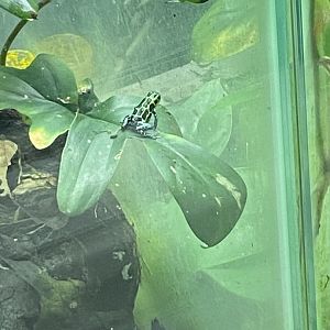 Amphibian Ark - Splashback poison frog 181020