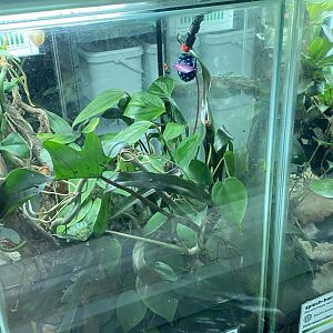 Amphibian Ark - Mimic poison frog vivarium 181020