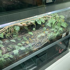 Amphibian Ark - Golden poison frog vivarium 181020