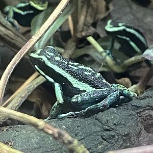 Amphibian Ark - Pleasing poison frog 181020