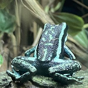 Amphibian Ark - Pleasing poison frog 181020