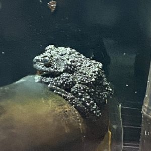 Amphibian Ark - Vietnamese mossy frog 181020