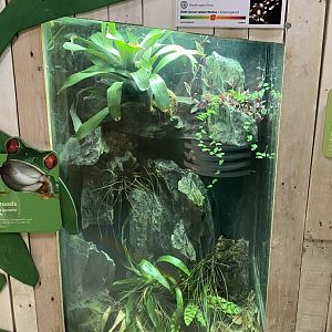 Amphibian Ark - Maranon poison frog exhibit 181020