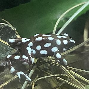 Amphibian Ark - Maranon poison frog 181020