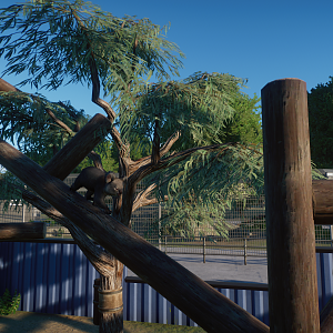 Australia Exhibit - Koala