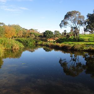 Gorilla Island - June 2016