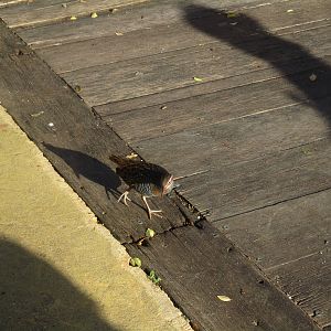 Wild Buff-banded Rail (Gallirallus philippensis) - June 2016