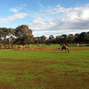 Oryx/Dromedary Enclosure - June 2016