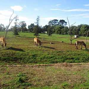 Przewalski's Horse Enclosure - June 2016