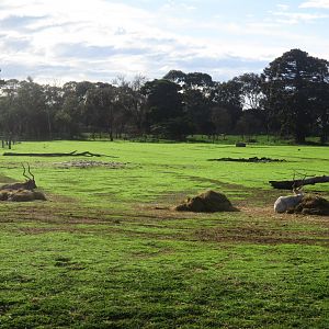 Addax Enclosure - June 2016