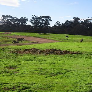 Main Savannah - June 2016